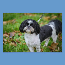 Black and white dog photography