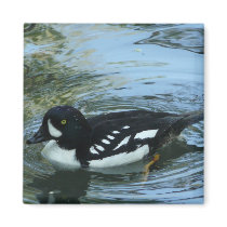 black and white duck refrigerator magnet