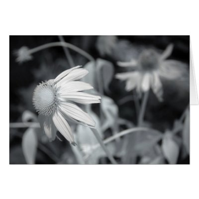 Black and White Echinacaea Greeting Card