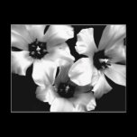 Black and White Floral Postcard postcards