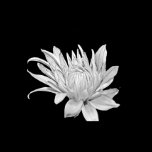 Black and White Floral Print posters