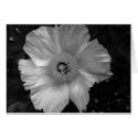 black and white flower cards