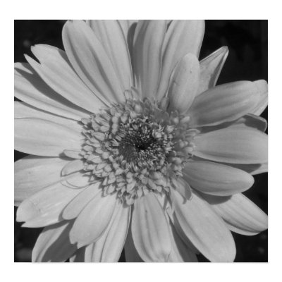 Black and White Flower Photo Prints by emele1