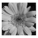 Black and White Flower Photo Prints