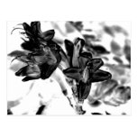 Black and white flower post cards