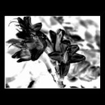 Black and white flower postcards