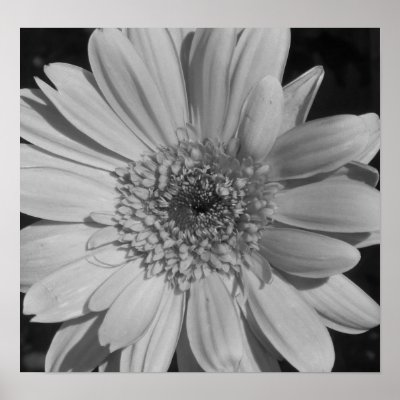 black and white flowers with color. Black and White Flower Poster