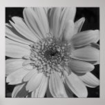 Black and White Flower Poster