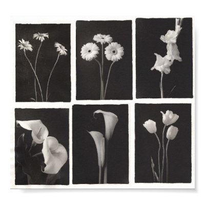 Black and White Flower Print by Havensinator