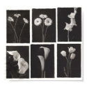 Black and White Flower Print by Havensinator Black and White Flower Print