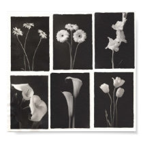 Black and White Flower Print by Havensinator Black and White Flower Print