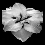 Black and White Flower print posters