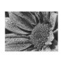 Black and white flower with morning dew, postcard