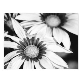 Black and White Flowers Photograph