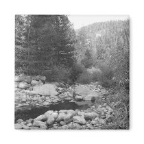 Black and White Forest Creek Magnet