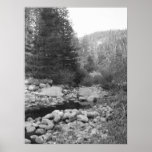 Black and White Forest Creek Poster posters