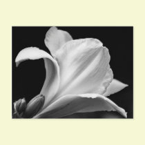 Black and White Freesia postcards