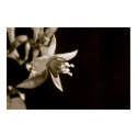 Black and White Fuschia Poster posters