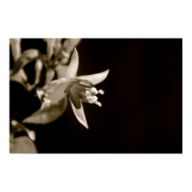 Black and White Fuschia Poster posters by pulsDesign Black and White Fuschia Poster posters