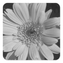 Black and White Gerbera Stickers stickers
