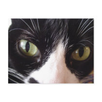 Black and White Green-Eyed Cat Postcard by susan52z Black and White Green-Eyed Cat Postcard