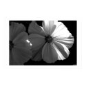 Black and White Half Sun posters
