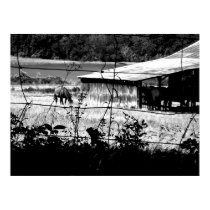 Black and white horse and barn print