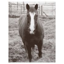Black and white horse letterhead