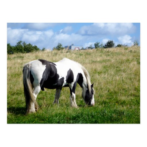 Black and White Horse / Pony Postcard Zazzle