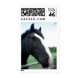 Black and White Horse Portrait Photograph - Medium postage