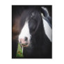 Black and White Horse Portrait Postcard