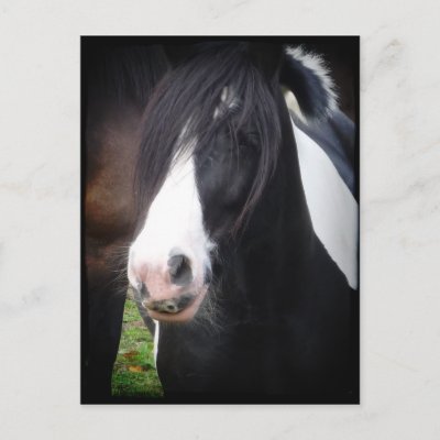 Black and White Horse Portrait Postcard by SnapiKat