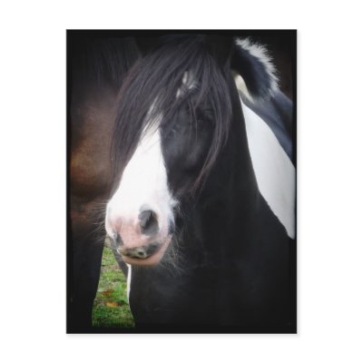 Black and White Horse Portrait Postcard by SnapiKat