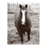 Black and white horse post card