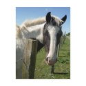 Black and White Horse Postcard by SnapiKat Black and White Horse Postcard