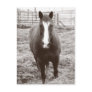 Black and white horse post card