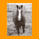 Black and white horse postcards