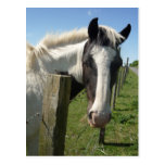 Black and White Horse Postcard postcards