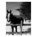 Black and White Horse posters