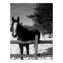 Black and White Horse posters
