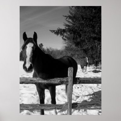 Black and White Horse Print by JakesEyE