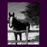 Black and White Horse