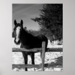 Black and White Horse Print