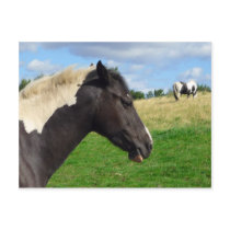 Black and White Horses / Ponies Postcard by SnapiKat Black and White Horses / Ponies Postcard