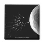 Black and white illustration of fertilization magnets