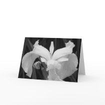 Black and White Iris cards by alohasasha Black and White Iris cards