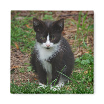 Black And White Kitten Magnet