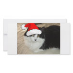 Black and White Kitten photo cards