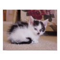 Black and White Kitten posters
