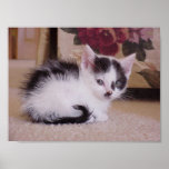 Black and White Kitten posters